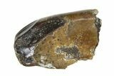 Fossil Tyrannosaur (Nanotyrannus) Tooth w/ Feeding Wear - Montana #338755-1